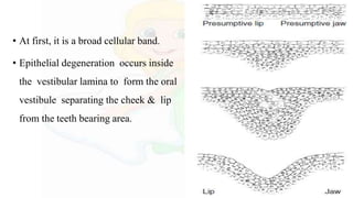 • At first, it is a broad cellular band.
• Epithelial degeneration occurs inside
the vestibular lamina to form the oral
vestibule separating the cheek & lip
from the teeth bearing area.
 