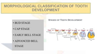 • BUD STAGE
• CAP STAGE
• EARLY BELL STAGE
• ADVANCED BELL
STAGE
 