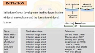 INITIATION
Initiation of tooth development implies determination
of dental mesenchyme and the formation of dental
lamina
 