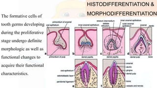 HISTODIFFERENTIATION &
MORPHODIFFERENTIATIONThe formative cells of
tooth germs developing
during the proliferative
stage undergo definite
morphologic as well as
functional changes to
acquire their functional
characteristics.
 