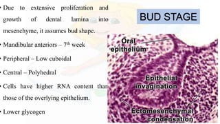 BUD STAGE
• Due to extensive proliferation and
growth of dental lamina into
mesenchyme, it assumes bud shape.
• Mandibular anteriors – 7th week
• Peripheral – Low cuboidal
• Central – Polyhedral
• Cells have higher RNA content than
those of the overlying epithelium.
• Lower glycogen
 