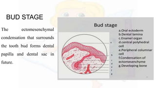 BUD STAGE
The ectomesenchymal
condensation that surrounds
the tooth bud forms dental
papilla and dental sac in
future.
 