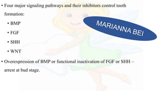 • Four major signaling pathways and their inhibitors control tooth
formation:
• BMP
• FGF
• SHH
• WNT
• Overexpression of BMP or functional inactivation of FGF or SHH –
arrest at bud stage.
 