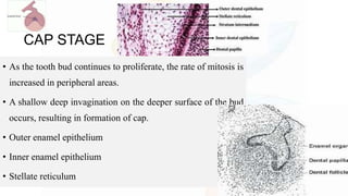 CAP STAGE
• As the tooth bud continues to proliferate, the rate of mitosis is
increased in peripheral areas.
• A shallow deep invagination on the deeper surface of the bud
occurs, resulting in formation of cap.
• Outer enamel epithelium
• Inner enamel epithelium
• Stellate reticulum
 