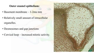 Outer enamel epithelium:
• Basement membrane – 1-2mu mm
• Relatively small amount of intracellular
organelles.
• Desmosomes and gap junctions
• Cervical loop – increased mitotic activity.
 