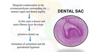 Marginal condensation in the
ectomesenchyme surrounding the
enamel organ and dental papilla.
In this zone a denser and
more fibrous layer develops
primitive dental sac
formation of cementum and the
periodontal ligament
DENTAL SAC
 