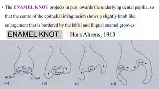 • The ENAMEL KNOT projects in part towards the underlying dental papilla, so
that the centre of the epithelial invagination shows a slightly knob like
enlargement that is bordered by the labial and lingual enamel grooves.
ENAMEL KNOT Hans Ahrens, 1913
 