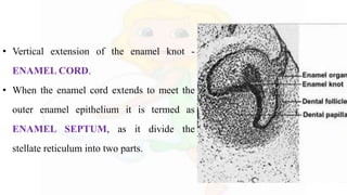 • Vertical extension of the enamel knot -
ENAMEL CORD.
• When the enamel cord extends to meet the
outer enamel epithelium it is termed as
ENAMEL SEPTUM, as it divide the
stellate reticulum into two parts.
 
