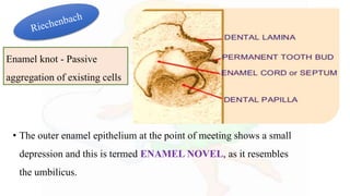 • The outer enamel epithelium at the point of meeting shows a small
depression and this is termed ENAMEL NOVEL, as it resembles
the umbilicus.
Enamel knot - Passive
aggregation of existing cells
 
