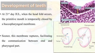 • At 21st day IUL, when the head fold occurs,
the primitive mouth is temporarily closed by
a buccopharyngeal membrane.
• Sooner, this membrane ruptures, facilitating
the communication between oral and
pharyngeal part.
 