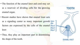 • The function of the enamel knot and cord may act
as a reservoir of dividing cells for the growing
enamel organ.
• Recent studies have shown that enamel knot acts
as a signaling center as many important growth
factors are expressed by the cells of the enamel
knot
• Thus, they play an important part in determining
the shape of the tooth.
 