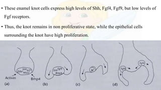 • These enamel knot cells express high levels of Shh, Fgf4, Fgf9, but low levels of
Fgf receptors.
• Thus, the knot remains in non proliferative state, while the epithelial cells
surrounding the knot have high proliferation.
 