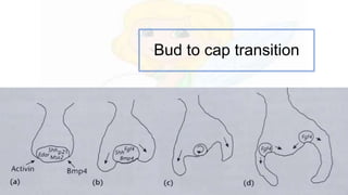 Bud to cap transition
 