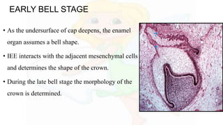 • As the undersurface of cap deepens, the enamel
organ assumes a bell shape.
• IEE interacts with the adjacent mesenchymal cells
and determines the shape of the crown.
• During the late bell stage the morphology of the
crown is determined.
EARLY BELL STAGE
 