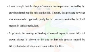 • It was thought that the shape of crown is due to pressure exerted by the
growing dental papilla cells on the IEE. Though, this pressure however
was shown to be opposed equally by the pressure exerted by the fluid
present in stellate reticulum.
• At present, the concept of folding of enamel organ to cause different
crown shapes is shown to be due to intrinsic growth caused by
differential rates of mitotic division within the IEE.
 
