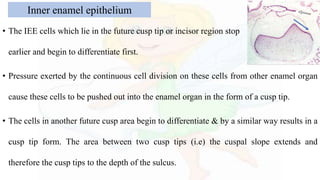 • The IEE cells which lie in the future cusp tip or incisor region stop dividing
earlier and begin to differentiate first.
• Pressure exerted by the continuous cell division on these cells from other enamel organ
cause these cells to be pushed out into the enamel organ in the form of a cusp tip.
• The cells in another future cusp area begin to differentiate & by a similar way results in a
cusp tip form. The area between two cusp tips (i.e) the cuspal slope extends and
therefore the cusp tips to the depth of the sulcus.
Inner enamel epithelium
 