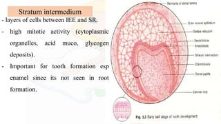 - layers of cells between IEE and SR.
- high mitotic activity (cytoplasmic
organelles, acid muco, glycogen
deposits).
- Important for tooth formation esp
enamel since its not seen in root
formation.
Stratum intermedium
 