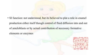• SI function: not understood, but its believed to plat a role in enamel
production either itself though control of fluid diffusion into and out
of ameloblasts or by actual contribution of necessary formative
elements or enzymes
 