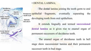 • DENTAL LAMINA;
The dental lamina joining the tooth germ to oral
epithelial fragments, eventually separating the
developing tooth from oral epithelium.
It extends lingually and termed successional
dental lamina as it gives rise to enamel organ of
permanent successors of deciduous teeth.
The enamel organ of deciduous teeth in bell
stage show successional lamina and their permanent
successor teeth in bud stage.
 