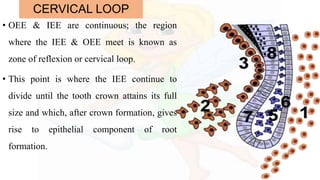 CERVICAL LOOP
• OEE & IEE are continuous; the region
where the IEE & OEE meet is known as
zone of reflexion or cervical loop.
• This point is where the IEE continue to
divide until the tooth crown attains its full
size and which, after crown formation, gives
rise to epithelial component of root
formation.
 