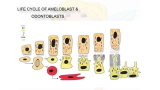 LIFE CYCLE OF AMELOBLAST &
ODONTOBLASTS
 