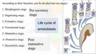 Life cycle of
ameloblasts
According to their function, can be divided into six stages:
1. Morphogenic stage
2. Organizing stage.
3. Formative stage.
4. Transitional stage
5. Maturative stage.
6. Protective stage.
7. Desmolytic stage.
Pre secretory
stage
Post
maturative
stage
 