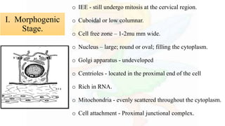 o IEE - still undergo mitosis at the cervical region.
o Cuboidal or low columnar.
o Cell free zone – 1-2mu mm wide.
o Nucleus – large; round or oval; filling the cytoplasm.
o Golgi apparatus - undeveloped
o Centrioles - located in the proximal end of the cell
o Rich in RNA.
o Mitochondria - evenly scattered throughout the cytoplasm.
o Cell attachment - Proximal junctional complex.
I. Morphogenic
Stage.
 