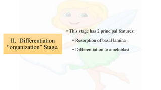 • This stage has 2 principal features:
• Resorption of basal lamina
• Differentiation to ameloblast
II. Differentiation
“organization” Stage.
 