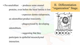 • Pre-ameloblast – produces some enamel
proteins, even before the basal lamina is lost
- expresses dentin sialoprotein,
an odontoblast product transiently.
- phagocytosed by developing
odontoblasts.
- suggesting that they
participate in epithelial mesenchymal
interaction.
II. Differentiation
“organization” Stage.
 