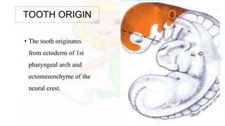 TOOTH ORIGIN
• The tooth originates
from ectoderm of 1st
pharyngeal arch and
ectomesenchyme of the
neural crest.
 