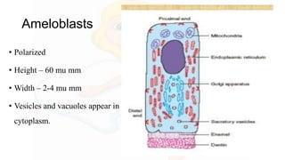 Ameloblasts
• Polarized
• Height – 60 mu mm
• Width – 2-4 mu mm
• Vesicles and vacuoles appear in
cytoplasm.
 