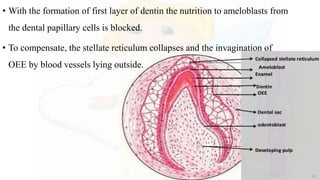 • With the formation of first layer of dentin the nutrition to ameloblasts from
the dental papillary cells is blocked.
• To compensate, the stellate reticulum collapses and the invagination of
OEE by blood vessels lying outside.
 