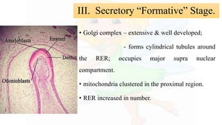 • Golgi complex – extensive & well developed;
- forms cylindrical tubules around
the RER; occupies major supra nuclear
compartment.
• mitochondria clustered in the proximal region.
• RER increased in number.
III. Secretory “Formative” Stage.
 