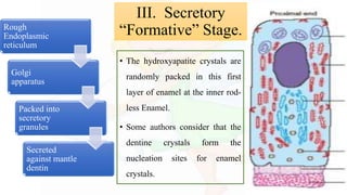 Rough
Endoplasmic
reticulum
Golgi
apparatus
Packed into
secretory
granules
Secreted
against mantle
dentin
• The hydroxyapatite crystals are
randomly packed in this first
layer of enamel at the inner rod-
less Enamel.
• Some authors consider that the
dentine crystals form the
nucleation sites for enamel
crystals.
III. Secretory
“Formative” Stage.
 