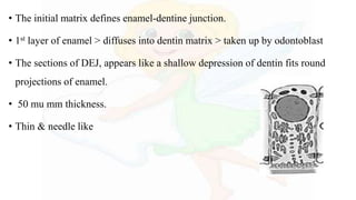 • The initial matrix defines enamel-dentine junction.
• 1st layer of enamel > diffuses into dentin matrix > taken up by odontoblast
• The sections of DEJ, appears like a shallow depression of dentin fits round
projections of enamel.
• 50 mu mm thickness.
• Thin & needle like
 