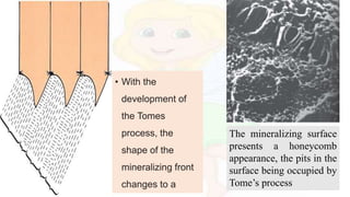 The mineralizing surface
presents a honeycomb
appearance, the pits in the
surface being occupied by
Tome’s process
• With the
development of
the Tomes
process, the
shape of the
mineralizing front
changes to a
 