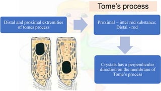 Tome’s process
Distal and proximal extremities
of tomes process
Proximal – inter rod substance;
Distal - rod
Crystals has a perpendicular
direction on the membrane of
Tome’s process
 