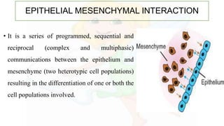 EPITHELIAL MESENCHYMAL INTERACTION
• It is a series of programmed, sequential and
reciprocal (complex and multiphasic)
communications between the epithelium and
mesenchyme (two heterotypic cell populations)
resulting in the differentiation of one or both the
cell populations involved.
 