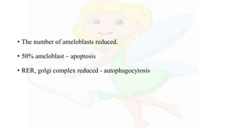 • The number of ameloblasts reduced.
• 50% ameloblast – apoptosis
• RER, golgi complex reduced - autophagocytosis
 