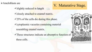 Ameloblasts are
slightly reduced in length
closely attached to enamel matrix.
25% of the cells die during this phase.
cytoplasmic vacuoles containing material
resembling enamel matrix.
These structures indicate an absorptive function of
these cells.
V. Maturative Stage.
 