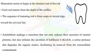 Maturation seems to begin at the dentinal end of the rod
• Each rod mature from the depth to the surface
• The sequence of maturing rod is from cusps or incisal edge
toward the cervical line
• Ameloblasts undergo a transition that not only reduces their secretion of enamel
proteins, but also initiates the secretion of kallikrein 4 (KLK4), a serine protease
that degrades the organic matrix, facilitating its removal from the extracellular
compartment
 
