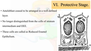 • Ameloblast ceased to be arranged in a well-defined
layer.
• No longer distinguished from the cells of stratum
intermedium and OEE.
• These cells are called as Reduced Enamel
Epithelium.
VI. Protective Stage.
 