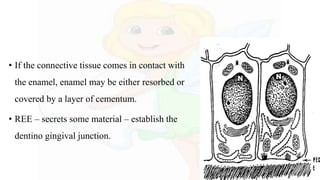 • If the connective tissue comes in contact with
the enamel, enamel may be either resorbed or
covered by a layer of cementum.
• REE – secrets some material – establish the
dentino gingival junction.
 