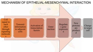 MECHANISM OF EPITHELIAL-MESENCHYMAL INTERACTION
Cell
signal to
each
other
through
signaling
molecule
s
Transmit
information
to adjacent
cells
Activation of
transcription
factors
Enter
nucleus
Regulate
s gene
expressio
n
New
proteins
are
produce
d
Change
in target
cell
 