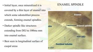 • Initial layer, once mineralized it is
covered by a thin layer of enamel into
which some odontoblast process
extends, forming enamel spindles.
• Darker spindle like structures
extending from DEJ to 100mu mm
into enamel surface.
• Best seen in longitudinal surface of
cuspal areas
ENAMEL SPINDLE
 