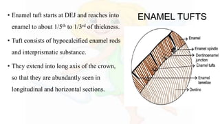 ENAMEL TUFTS• Enamel tuft starts at DEJ and reaches into
enamel to about 1/5th to 1/3rd of thickness.
• Tuft consists of hypocalcified enamel rods
and interprismatic substance.
• They extend into long axis of the crown,
so that they are abundantly seen in
longitudinal and horizontal sections.
 