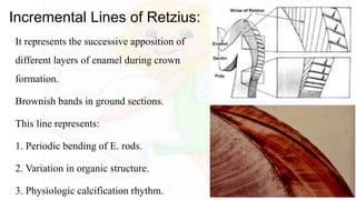 Incremental Lines of Retzius:
It represents the successive apposition of
different layers of enamel during crown
formation.
Brownish bands in ground sections.
This line represents:
1. Periodic bending of E. rods.
2. Variation in organic structure.
3. Physiologic calcification rhythm.
 