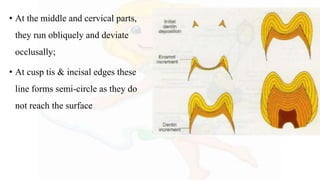 • At the middle and cervical parts,
they run obliquely and deviate
occlusally;
• At cusp tis & incisal edges these
line forms semi-circle as they do
not reach the surface
 