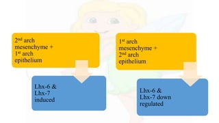 2nd arch
mesenchyme +
1st arch
epithelium
Lhx-6 &
Lhx-7
induced
1st arch
mesenchyme +
2nd arch
epithelium
Lhx-6 &
Lhx-7 down
regulated
 