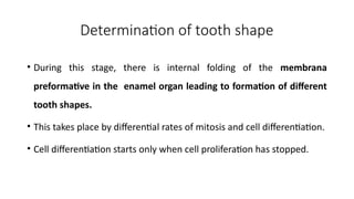 Development of a tooth Lecture 4 revised .pptx